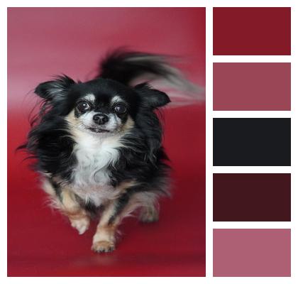 Domestic Beautiful Wallpaper Chihuahua Animal Mammal Background Canine Nature Pet Dog Image